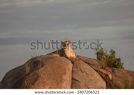 Lioness relaxed on rock at daybreak 3 - Serengeti National Park - Charlie Potter