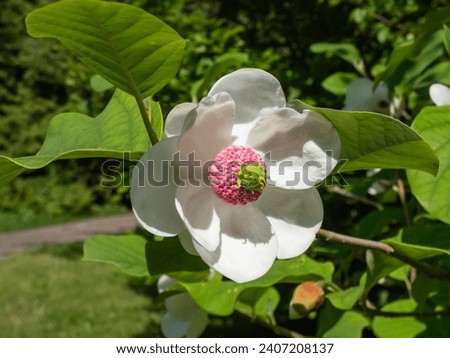 Macro shot of cup shaped Siebold's magnolia or Korean mountain magnolia and Oyama magnolia (Magnolia sieboldii) flower with reddish-purple stamens flowering in early summer