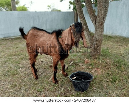 picture of a brown goat
