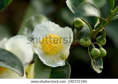 white camellia blooming in the garden teas.