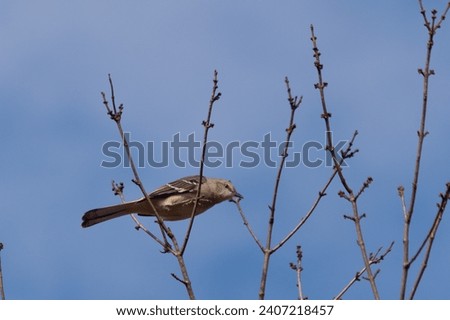 This beautiful Northern Mockingbird was sitting here perched at the top of the tree. The little grey body blending in to the surroundings. This avian seems really comfortable here.