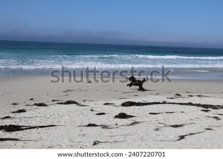 Dog enjoying himself on the beach Royalty-Free Stock Photo #2407220701