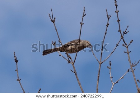 This beautiful Northern Mockingbird was sitting here perched at the top of the tree. The little grey body blending in to the surroundings. This avian seems really comfortable here.