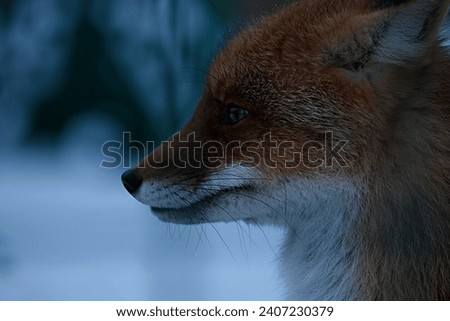 cute red fox face close up