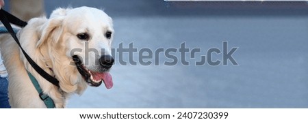 muzzle of a guide dog with his tongue hanging out close-up on a gray background. banner. copy space