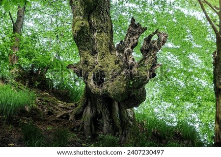 A bizarre tree trunk in the forest.