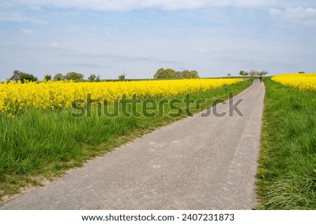 Footpath between rapeseed fields in spring
