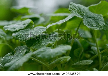young vegetable plants in garden in rain, water drops on leaves, picturesque scene in garden during summer weather, natural environmental, ecological, genetically modified organisms products