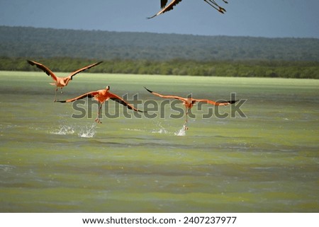 a group of pink flamingo from Laguna de Oviedo in Dominican Republic Royalty-Free Stock Photo #2407237977