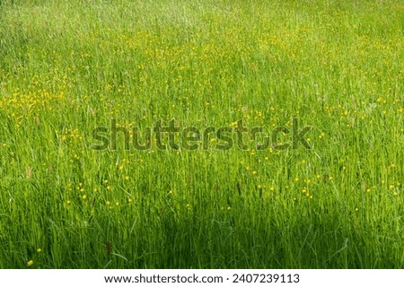 Large meadow with green grass, yellow flowers and dandelions. Natural background. Royalty-Free Stock Photo #2407239113