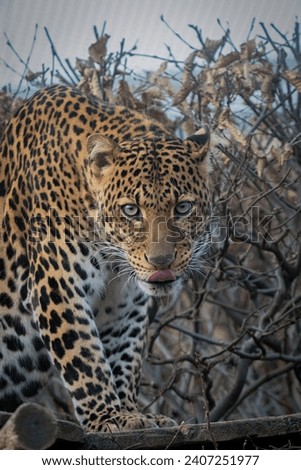 Amazing PANTHERA PARDUS MELAS,head focus ,Javanese leopard