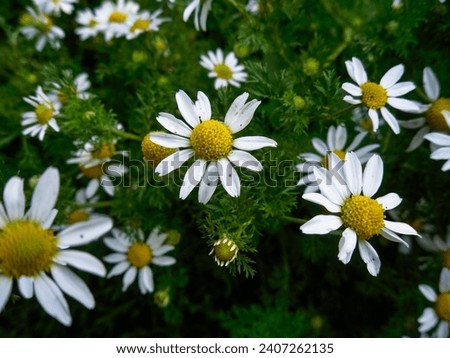 Background with the texture of small white daisies on a green background