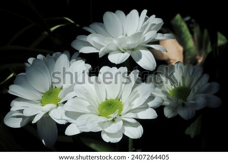 White chrysanthemums indicum are photographed indoors on dark background