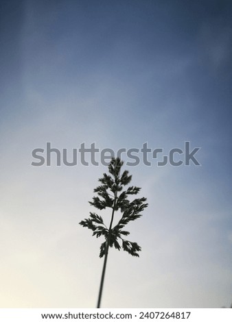 Picture of Polypogon plant on the sky background