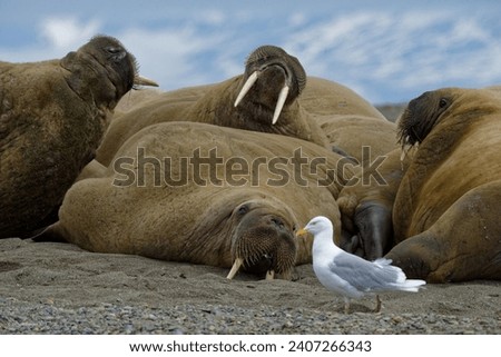 Walrus group on beach with one open-mouthed and seagull in foreground.