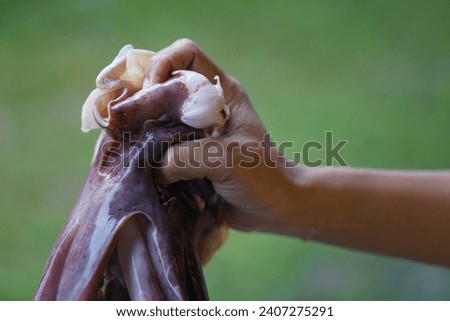 Human hand holds fresh squid