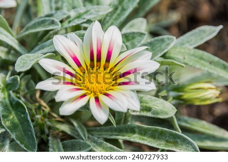 pale white and violet colored tiger gazania flower in garden
