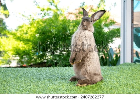 Healthy lovely baby bunny easter rabbits eating food, carrot, grass on nature background. Cute fluffy rabbits sniffing, looking around, nature life. Symbol of easter day.
