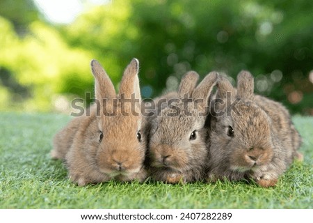 Healthy lovely baby bunny easter rabbits eating food, carrot, grass on nature background. Cute fluffy rabbits sniffing, looking around, nature life. Symbol of easter day.