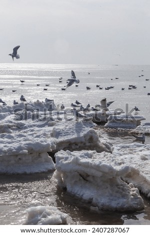 seagull of frozen winter sea, Qinhuangdao, China