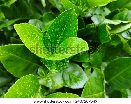 Lemon leaf with water drops after rain. This type of lemon grows in places with high rainfall. In the picture you can see raindrops on the leaves, representing the ratio of lemon tree and rain.