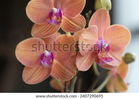 Close-up of a stunning orange Phalaenopsis orchid, showcasing its vibrant petals and exquisite beauty. This captivating floral image is perfect for conveying elegance and natural splendor.