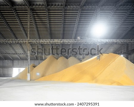 Pile of paddy rice grain store inside huge bulk warehouse at a milling plant.