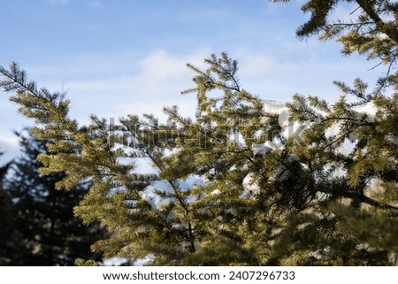 View of snow on a tree branch