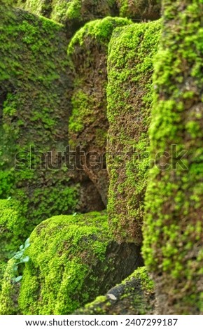 Moss plants attached to old bricks taken with a portrait photo