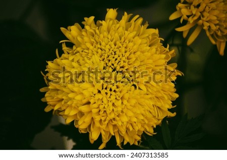 it is beautiful summer flower marigold