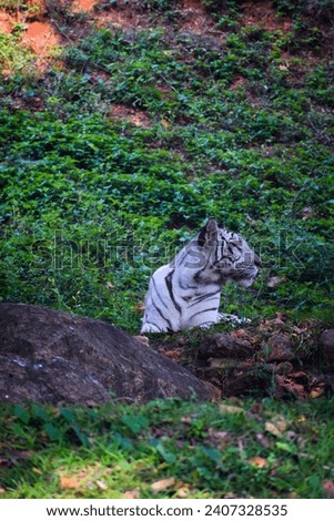 selective focus picture of white tiger in the Zoological park 
