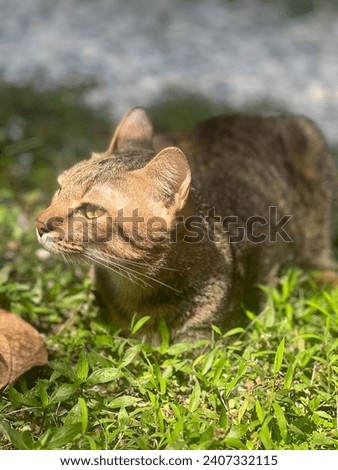 Witness the artistry of light as it delicately illuminates the cat’s face, captured at an oblique angle against a scenic backdrop of verdant grass and rustic rocks.