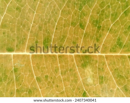 Yellow Leaf Close Up Picture. Plant leaf macro. Plant leaf texture macro Close-up.