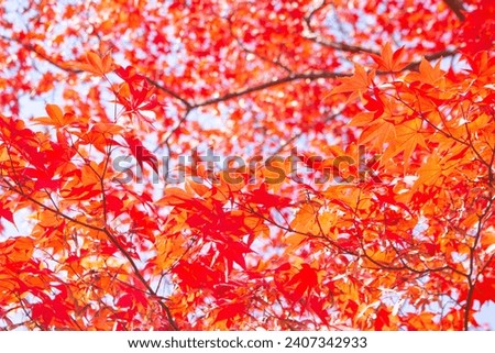 Beautiful and cute red leaves (maple leaves) against blue sky, wallpaper background. Tachikawa, Tokyo, Japan