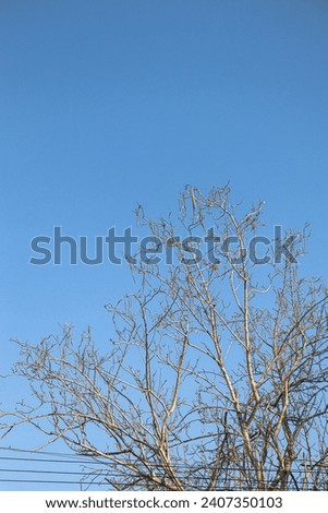 Moringa tree that is nearly dead