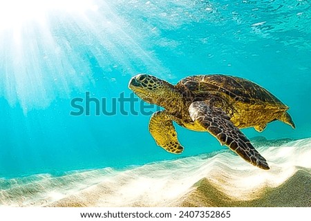 A sea turtle gracefully navigating the turquoise waters of Island.The unique shell patterns of the turtle are visible as it glides through the ocean,surrounded by the diverse marine life of the region