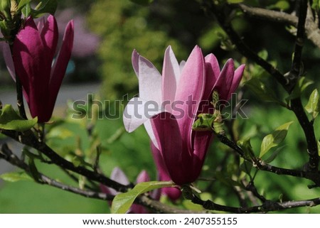 Close-up of a bright pink magnolia in the garden
