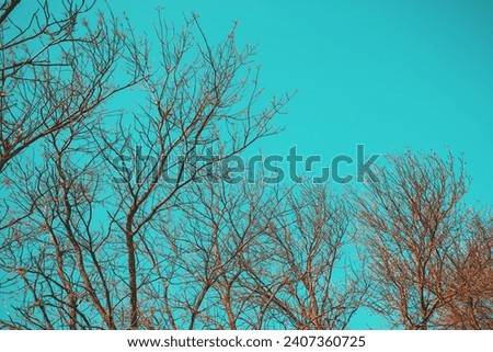 Silhouettes of trees without leaves against a blue sky