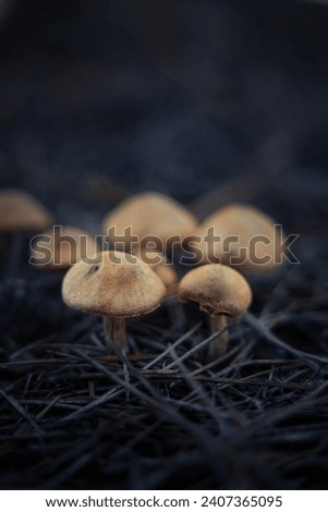 Mystical Harmony: Two mushrooms Captured in Forest Light - A Close-up Exploration of Nature's Delicate Focus