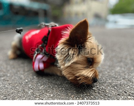 Macro photo animal yorkshire terrier  dog puppy. Stock photo cute pet yorkie puppy
