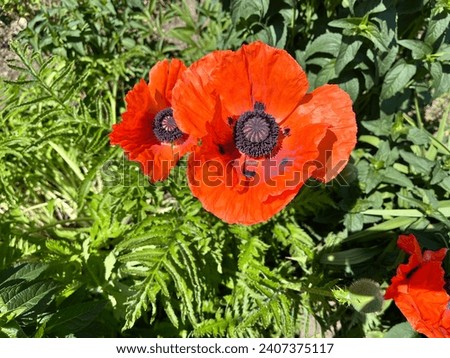 Macro photo blooming  red poppy. Stock photo nature wild poppy bud flowers field