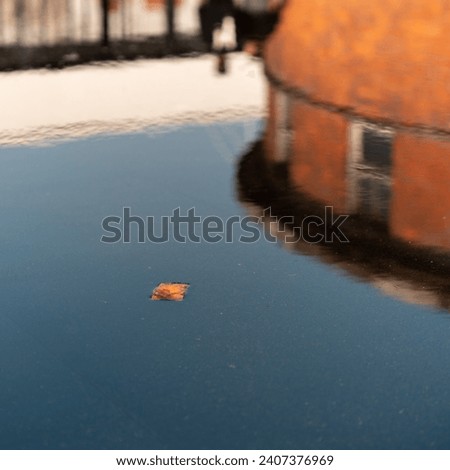Leaf on the water surface