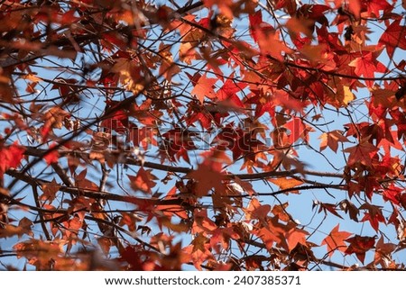 Autumn season the fall of Maple leaf.