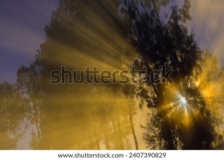 Ray of light in the morning between the leaves