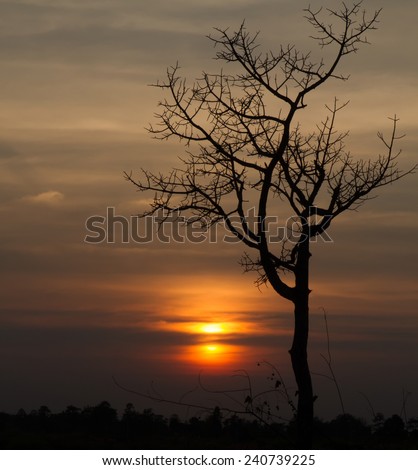 Tree silhouette  twilight time at National Park, Thailand