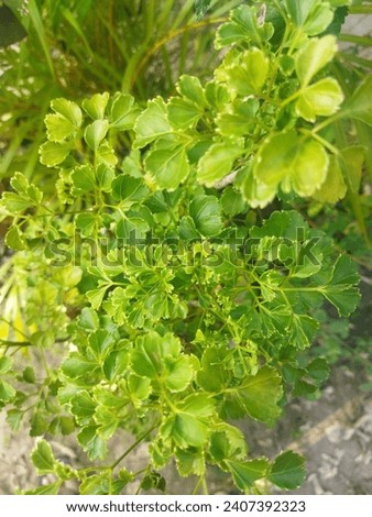 green tree with small leaves and very beautiful