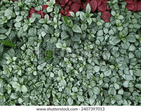 ground cover plants in the garden Royalty-Free Stock Photo #2407397013