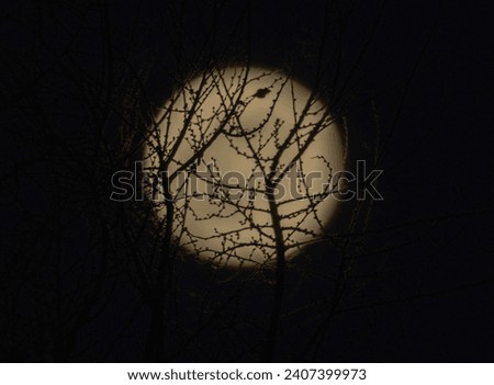 The moon, a perfect orb of alabaster, casts an ethereal luminescence on the forest floor, weaving a path of shimmering silver through the branches.