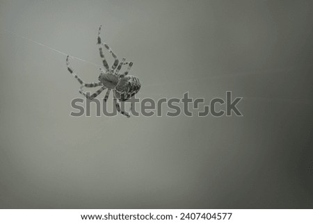Cross spider crawling on a spider thread. Halloween fright. Blurred background. A useful hunter among insects. Arachnid. Animal photo from the wild.