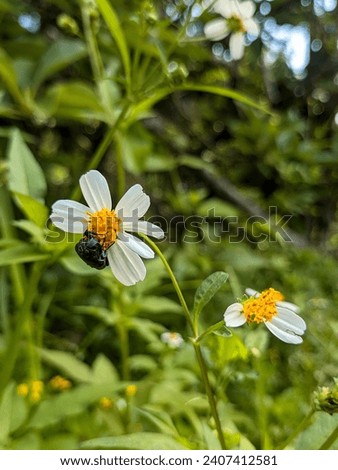a picture of a small beetle perched on a wedelia flower